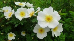 This is the wee white Rose o Scotland - rosa spinosissima pimpinallifolia
